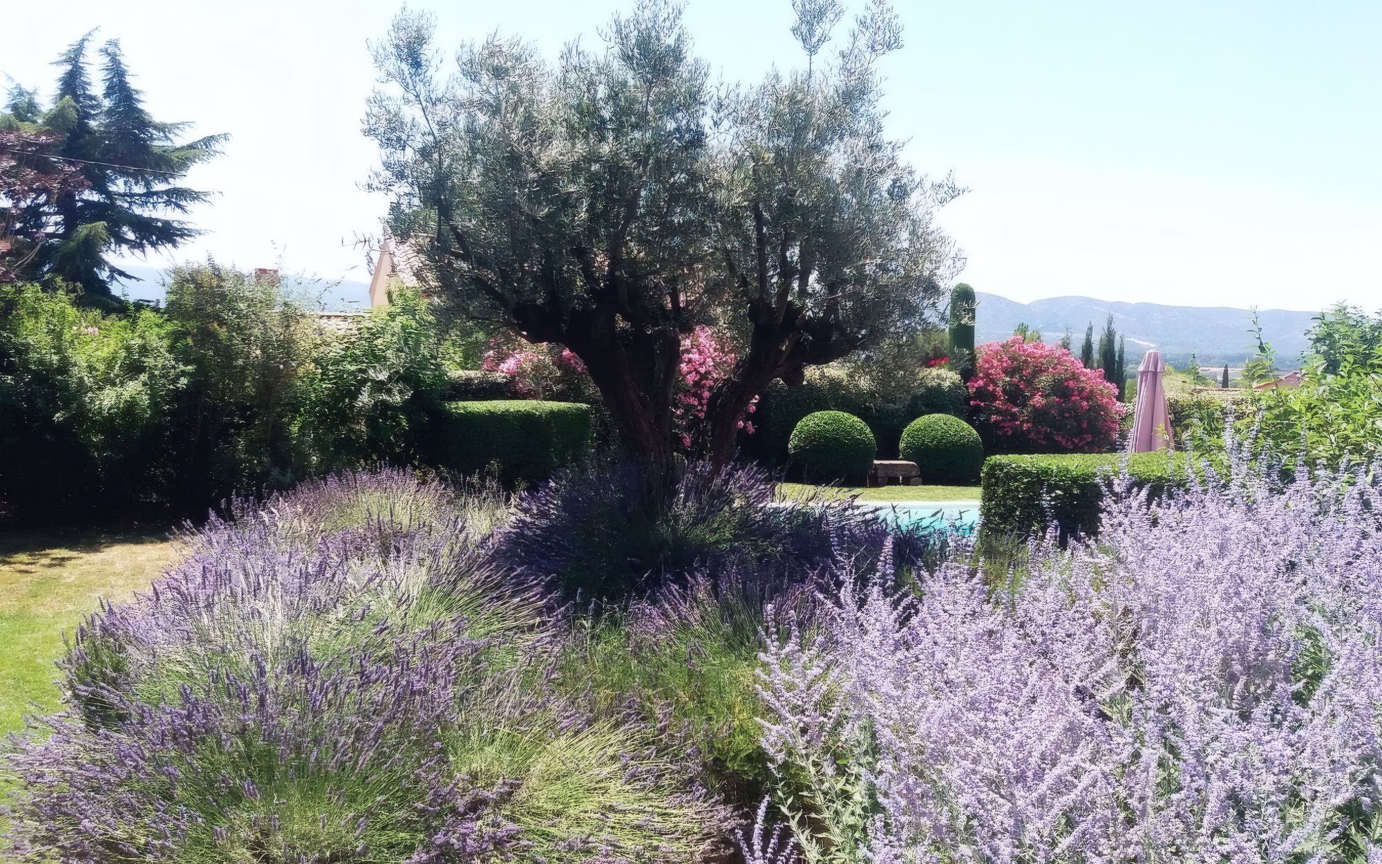 Jardin provençal avec olivier central, massif de lavandes et haies taillées