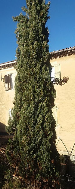 Cyprès avant réduction de hauteur, face à un mas provençal