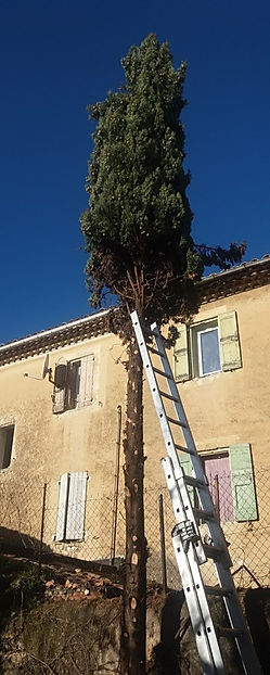 Intervention d'élagage sur un cyprès, échelle appuyée contre la façade