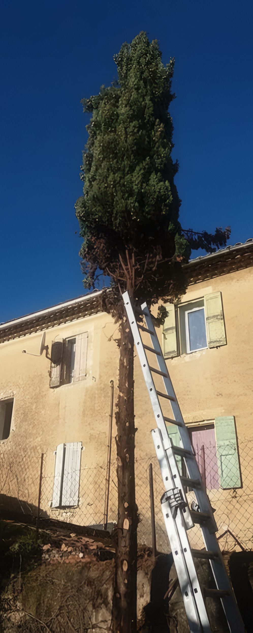 Cyprès en cours de réduction de hauteur, tronc partiellement dégagé, échelle télescopique en place