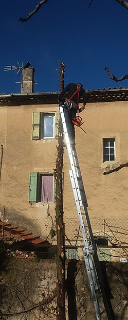 Cyprès en cours de taille, artisan élagueur en hauteur avec harnais