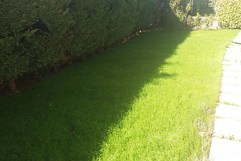 Jardin après pose de gazon en plaques, pelouse verte homogène