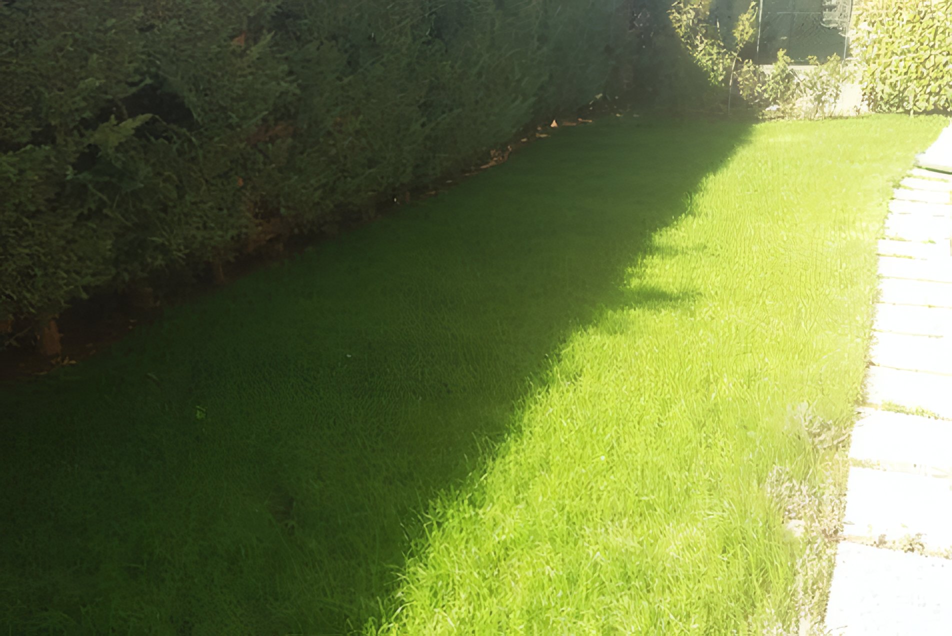 Même jardin après pose de gazon, pelouse verte homogène le long de la haie et de la bordure pavée