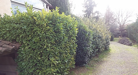 Haie de lauriers avant taille, feuillage dense et irrégulier