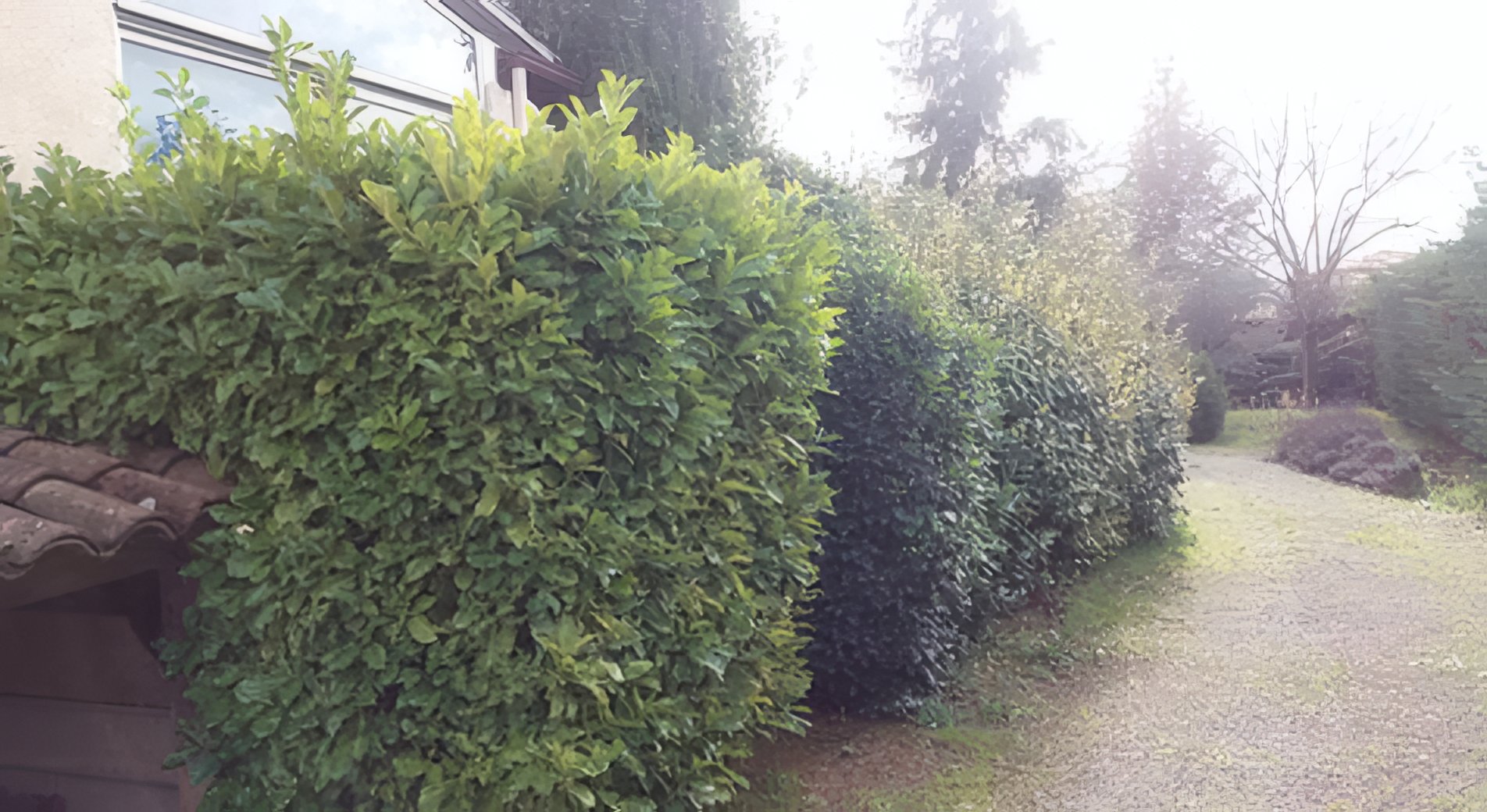 Haie de lauriers avant taille, feuillage dense et irrégulier le long d'une allée en gravier