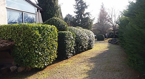 Haie de lauriers après taille, ligne nette et horizontale