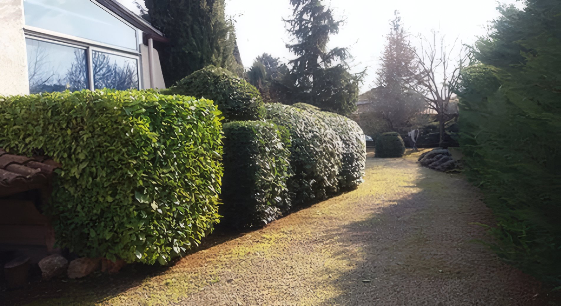 Haie de lauriers après taille, ligne nette et horizontale, allée dégagée